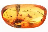 Detailed Fossil Crane Fly and Springtail In Baltic Amber #330679-1